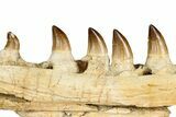 Fossil Mosasaur (Prognathodon) Jaw with Five Teeth - Morocco #353159-4